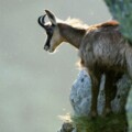 Chamois au Hohneck Chamois au Hohneck