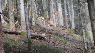 5 minutes du chalet Chevreuils?